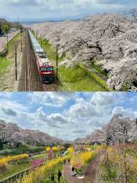 仙台船岡 白石川堤一目千本櫻