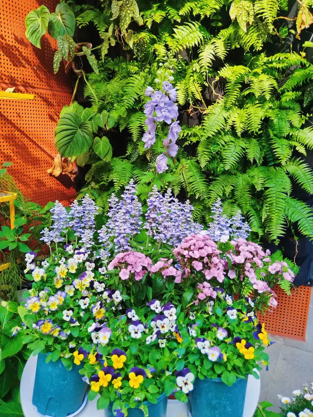 Shekou City Walk | Wander Aimlessly