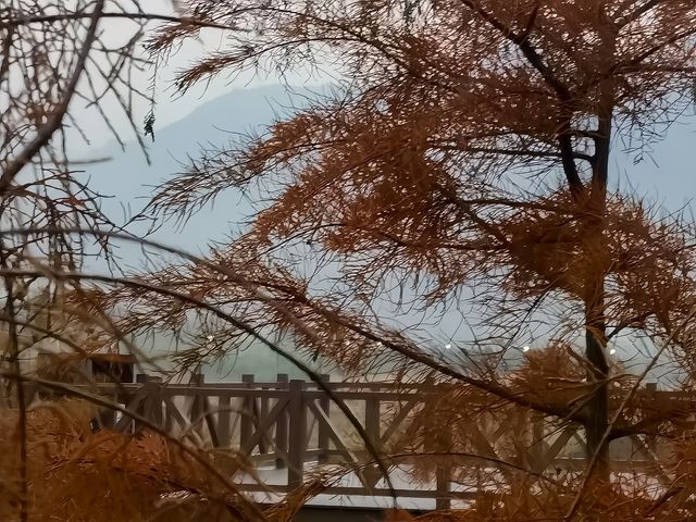 四明湖的紅杉林