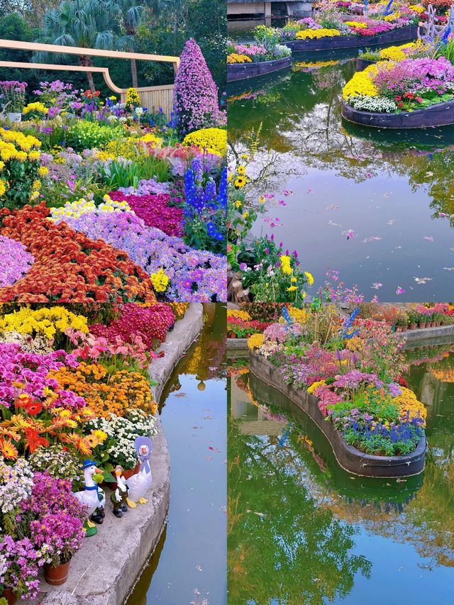 東湖公園菊花展明天開啦，12.20-1.03~