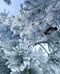 杭州出發｜12月23日 太子尖觀雪賞霧凇
