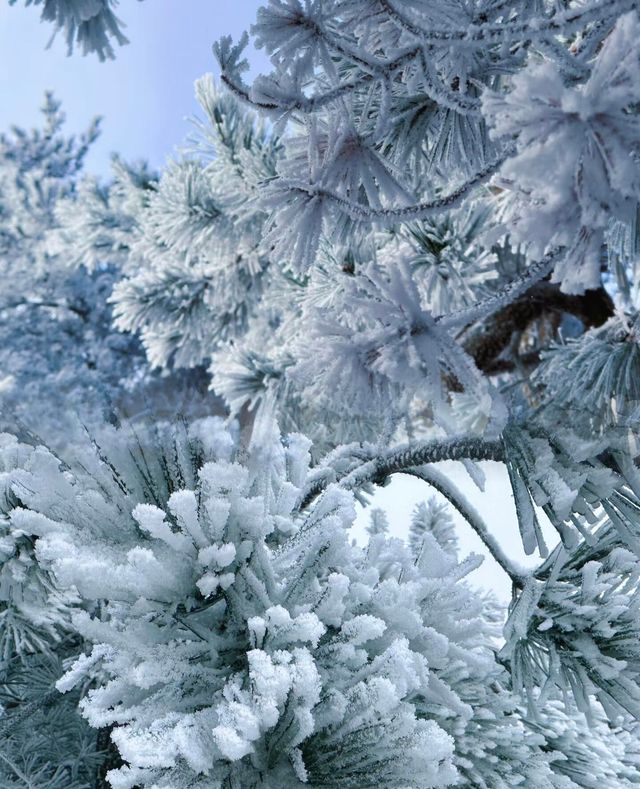 杭州出發｜12月23日 太子尖觀雪賞霧凇