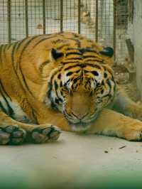 冬季反向遊｜來成都動物園與動物親密互動（附攻略）