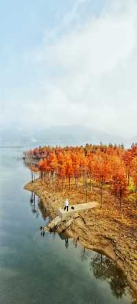 解鎖斜溪村紅樹林，感受自然的原始魅力