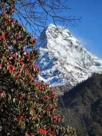 尼泊爾春天就是漫山的高山杜鵑加雪山。