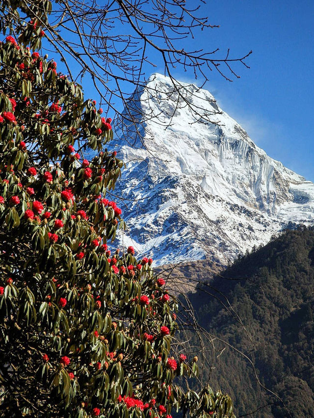 尼泊爾春天就是漫山的高山杜鵑加雪山。