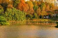 在洪湖公園，與白鷺不期而遇