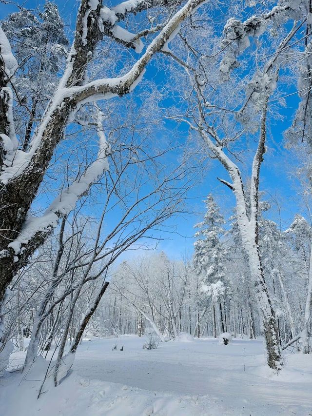 黑龍江的「富士山」，像是走進了林海雪原的夢裏