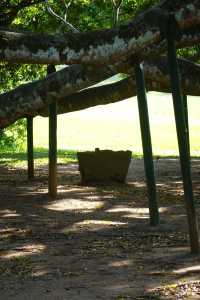 Discover the Green Paradise of Sri Lanka