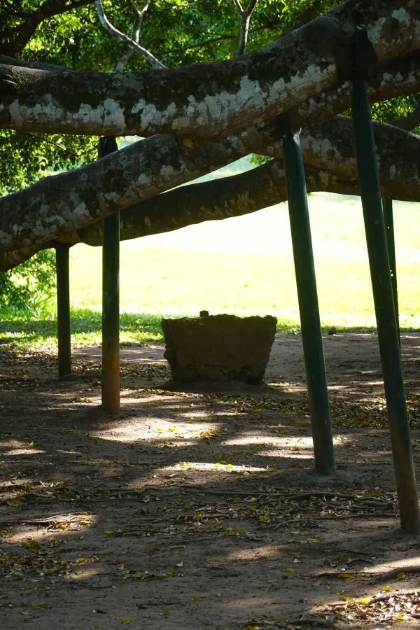 Discover the Green Paradise of Sri Lanka
