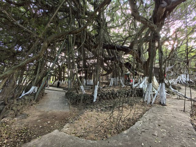 獨木成林一一亞洲榕樹王