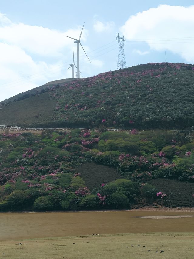鶴慶馬耳山，花的海洋