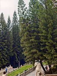 人民公園的金魚草開花啦!