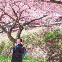 再過一個月🌸東京這5️⃣個地方將櫻花滿開！！