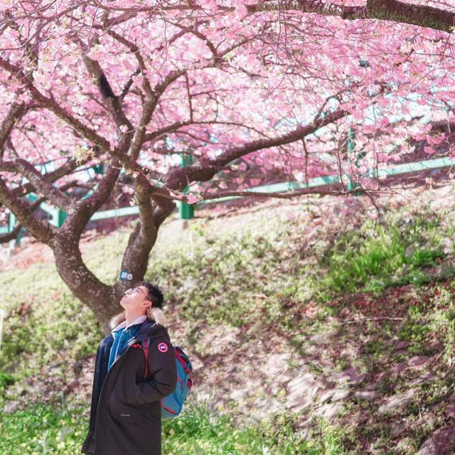 再過一個月🌸東京這5️⃣個地方將櫻花滿開！！