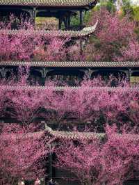 報～ 望江樓公園的梅花已到最佳觀賞期！