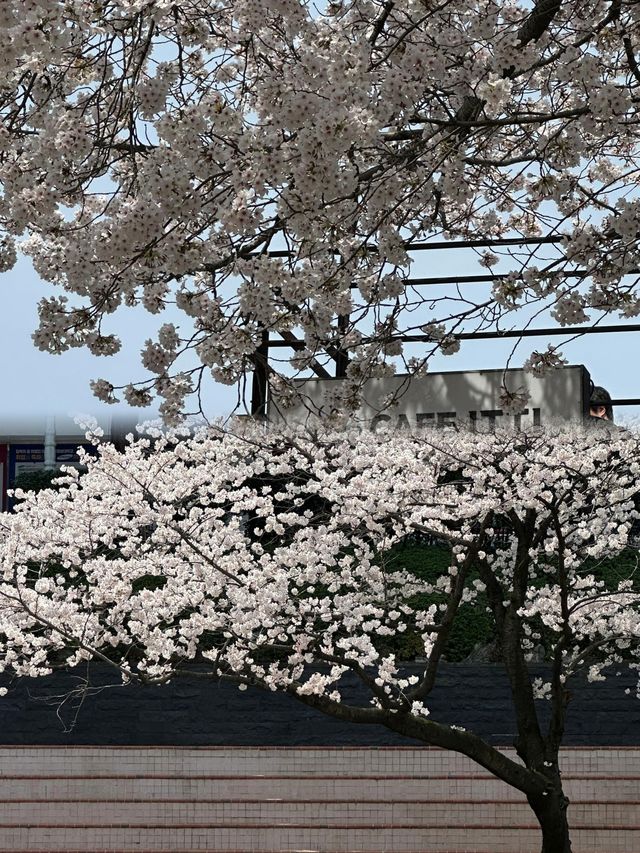 蔚山——韓國隱藏的寶藏城市！