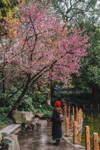 成都｜呢個公園免費賞梅！地鐵直達！