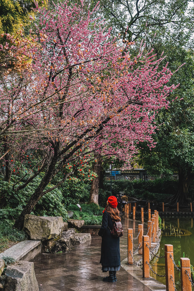 成都｜呢個公園免費賞梅！地鐵直達！