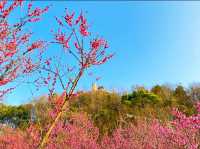 溫州親子春日遊｜奔赴春日的小美好
