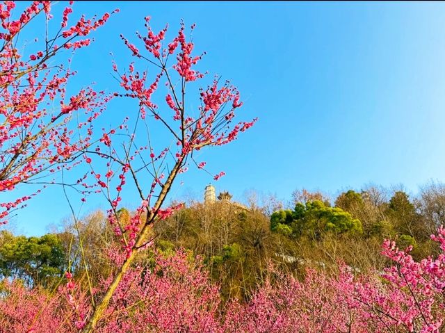 溫州親子春日遊｜奔赴春日的小美好