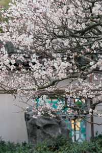 上海梅花季一定要去這個古典園林賞花還免費!!