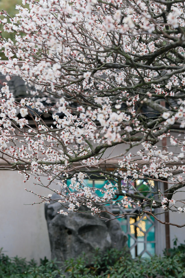 上海梅花季一定要去這個古典園林賞花還免費!! 上海梅花季一定要去這個古典園林賞花還免費!!