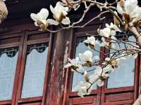 上海市花——白玉蘭