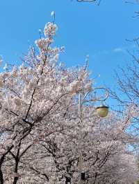  🌸 這裡的櫻花，你還滿意嗎？