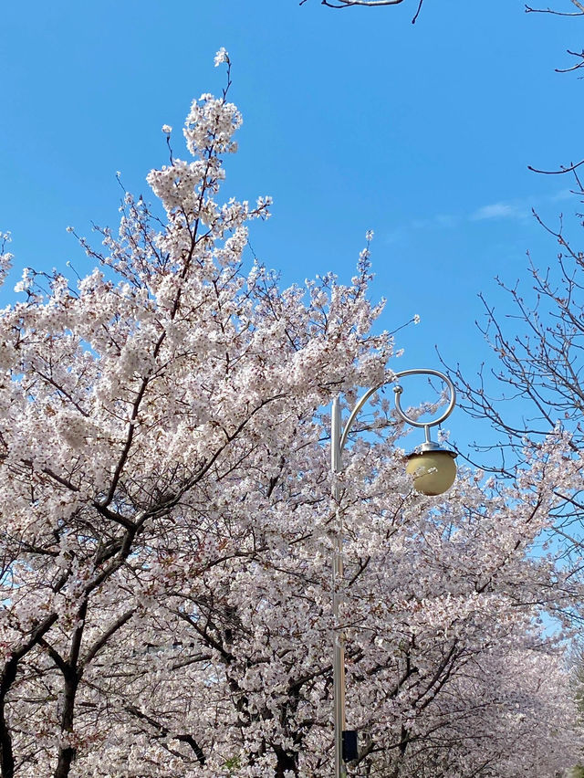  🌸 這裡的櫻花，你還滿意嗎？