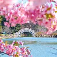 🌸市區寶藏賞櫻地 | 上海植物園