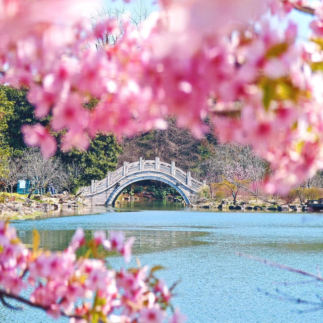 🌸市區寶藏賞櫻地 | 上海植物園