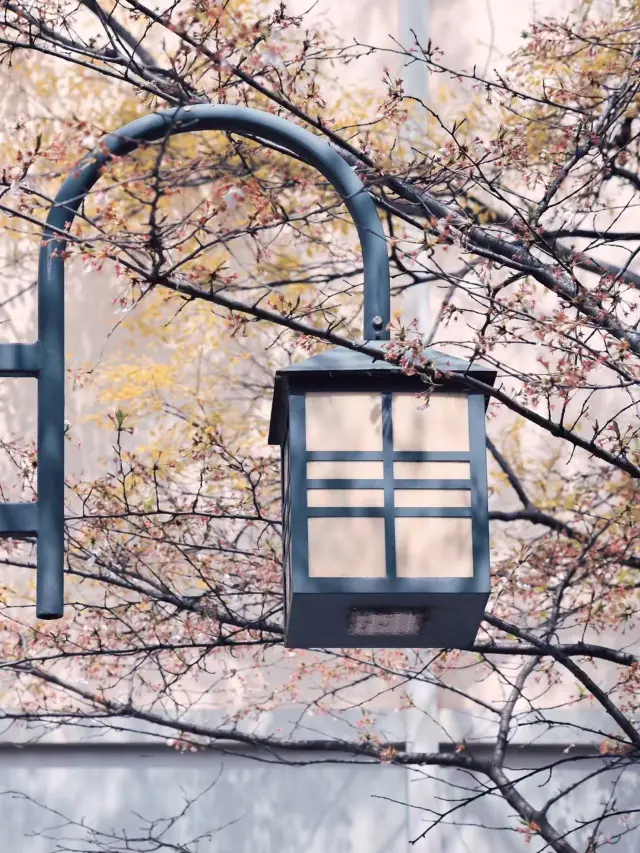 난징임업대학교 벚꽃놀이, 낭만적인 봄날 필수 코스