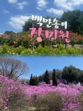 봄꽃 향기 가득한 계절, 한국에서 꽃구경 어떠세요?