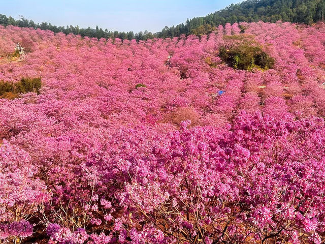 綠美生態園遊玩攻略