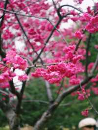 早櫻怒放紅似火