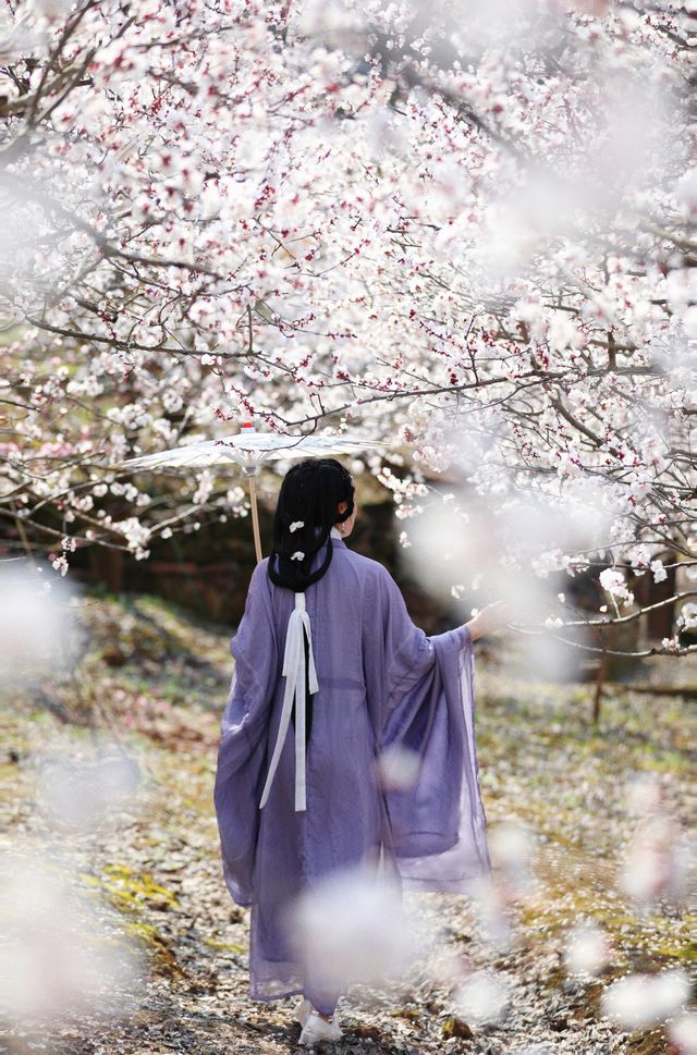 春日花事｜杏花 春日遊，杏花吹滿頭