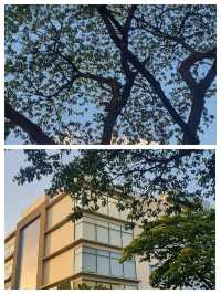 帕西市：菲律賓的魅力明珠，邂逅熱帶風情