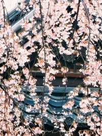 🌸【京都】清水寺櫻花攻略：漫步粉色花海的浪漫之旅