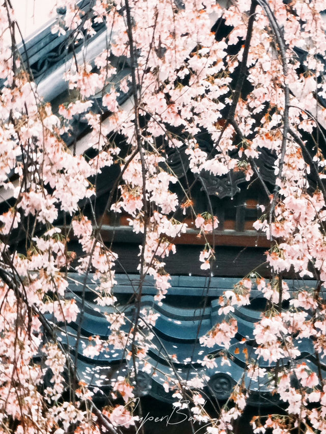 🌸【京都】清水寺櫻花攻略：漫步粉色花海的浪漫之旅