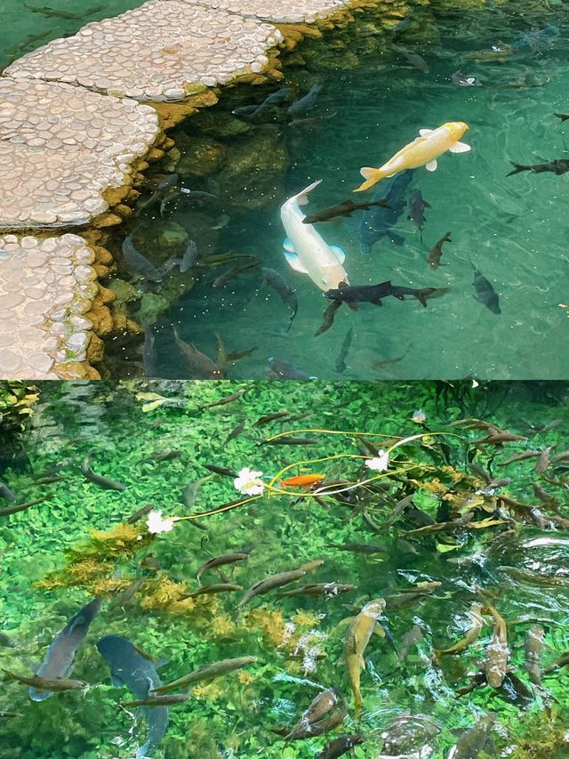 我靠，雲南真係個好地方。