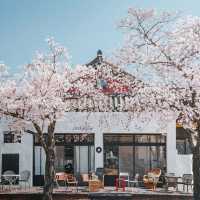 🌸2025庆州櫻花季!皇龍院賞櫻全攻略