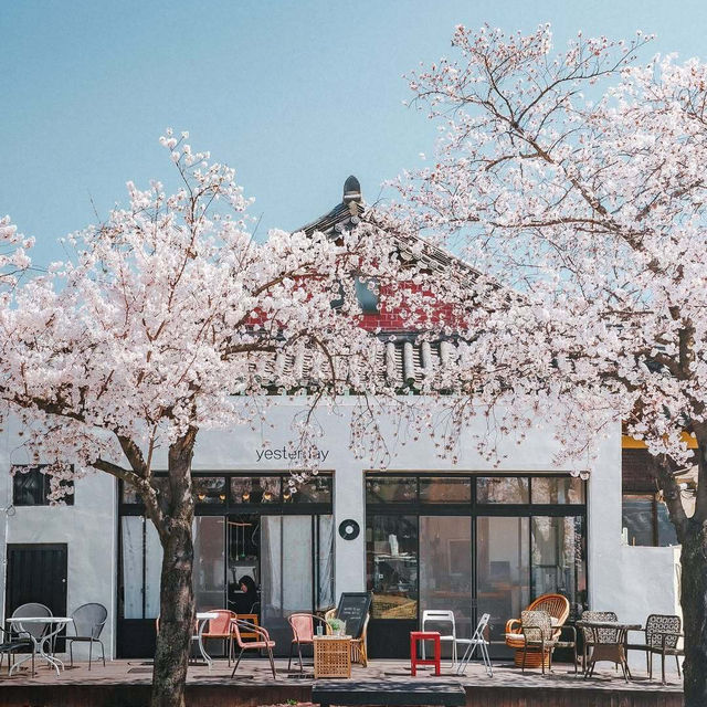 🌸2025庆州櫻花季!皇龍院賞櫻全攻略 🌸2025庆州櫻花季!皇龍院賞櫻全攻略