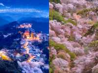 闖入日本賞櫻天花板，邂逅 3 萬株千本櫻