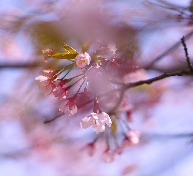 黿頭渚賞花記 黿頭渚賞花記