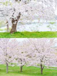 【青森】春日賞櫻～