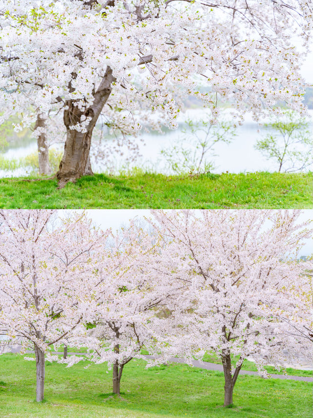 【青森】春日賞櫻～