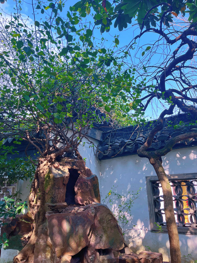 醉白池—松江小眾探尋春季之旅