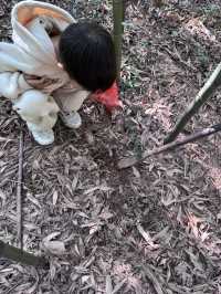 安吉·慢漫丨深憩竹海·趣在挖筍