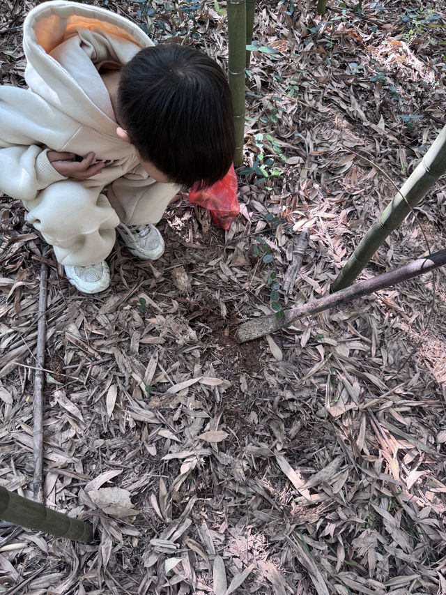 安吉·慢漫丨深憩竹海·趣在挖筍